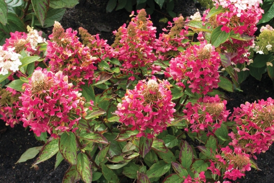 (Hydrangea paniculata (‘Kolmavesu’)