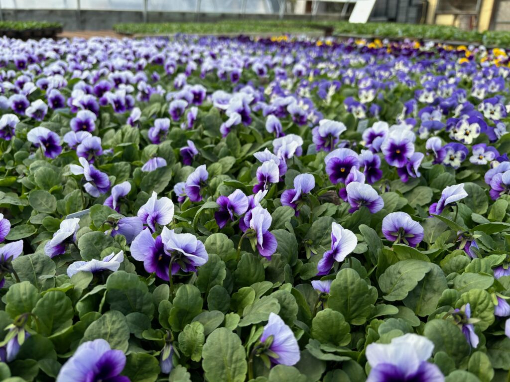 Aidie Creek Garden Greenhouse 