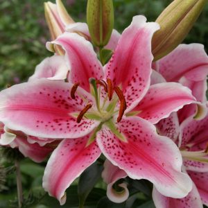 Lilium Stargazer