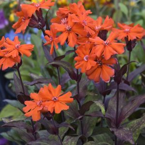 Lychnis Orange Gnome_CJW (1)