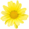 argyranthemum golden butterfly