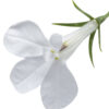 Lobelia, Cloud White