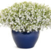 Lobelia, Cloud White