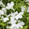 Lobelia, Cloud White