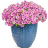 Petunia, Supertunia, Vista Bubblegum