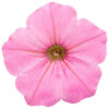 Petunia, Supertunia, Vista Bubblegum