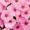 Petunia, Supertunia, Vista Bubblegum