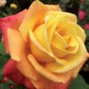 rose, hybrid tea, a lady never tells