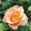 rose, grandiflora, beverly anne clay