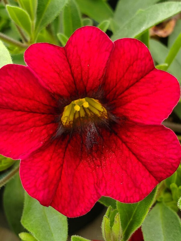 Calibrachoa, Callie Dark Red 2