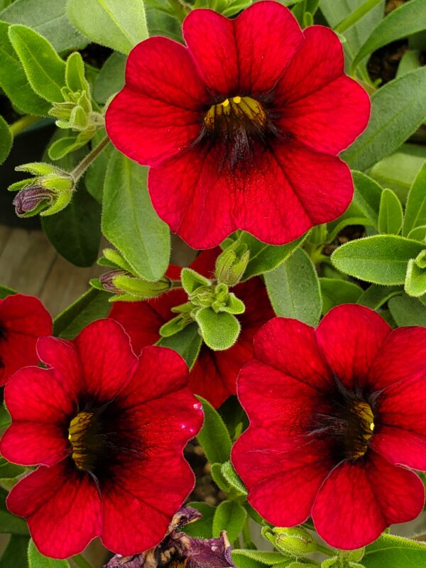 Calibrachoa, Callie Dark Red 2