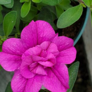 Calibrachoa, Minifamous Neo Double Pink