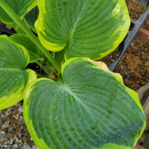 Hosta, Francis Williams