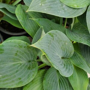 Hosta, Halcyon