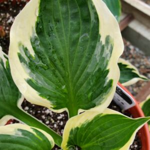 Hosta Patriot
