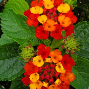 Lantana