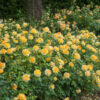 rose, david austin, molineux