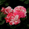 rose, hybrid tea, neil diamond