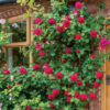 rose, david austin, tess of the d'urbervilles