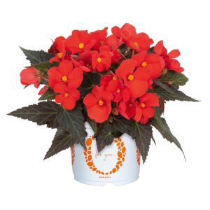 Begonia, I'conia Upright Red