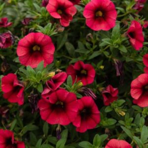 Calibrachoa, Boomtastic Chili Pepper