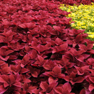 Volcanica Redhead Coleus