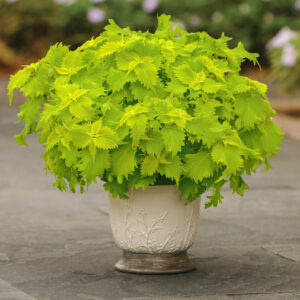 Volcanica Wasabi Coleus