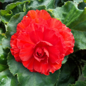 tuberous begonia nonstop bright red