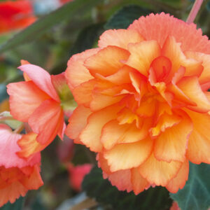 Begonia tuberhybrida 'Illumination Golden Picotee'