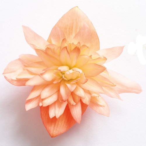 tuberous begonia nonstop golden picotee2