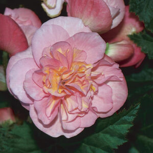 tuberous begonia nonstop pink