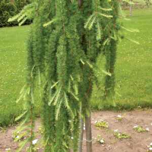 Weeping Larch
