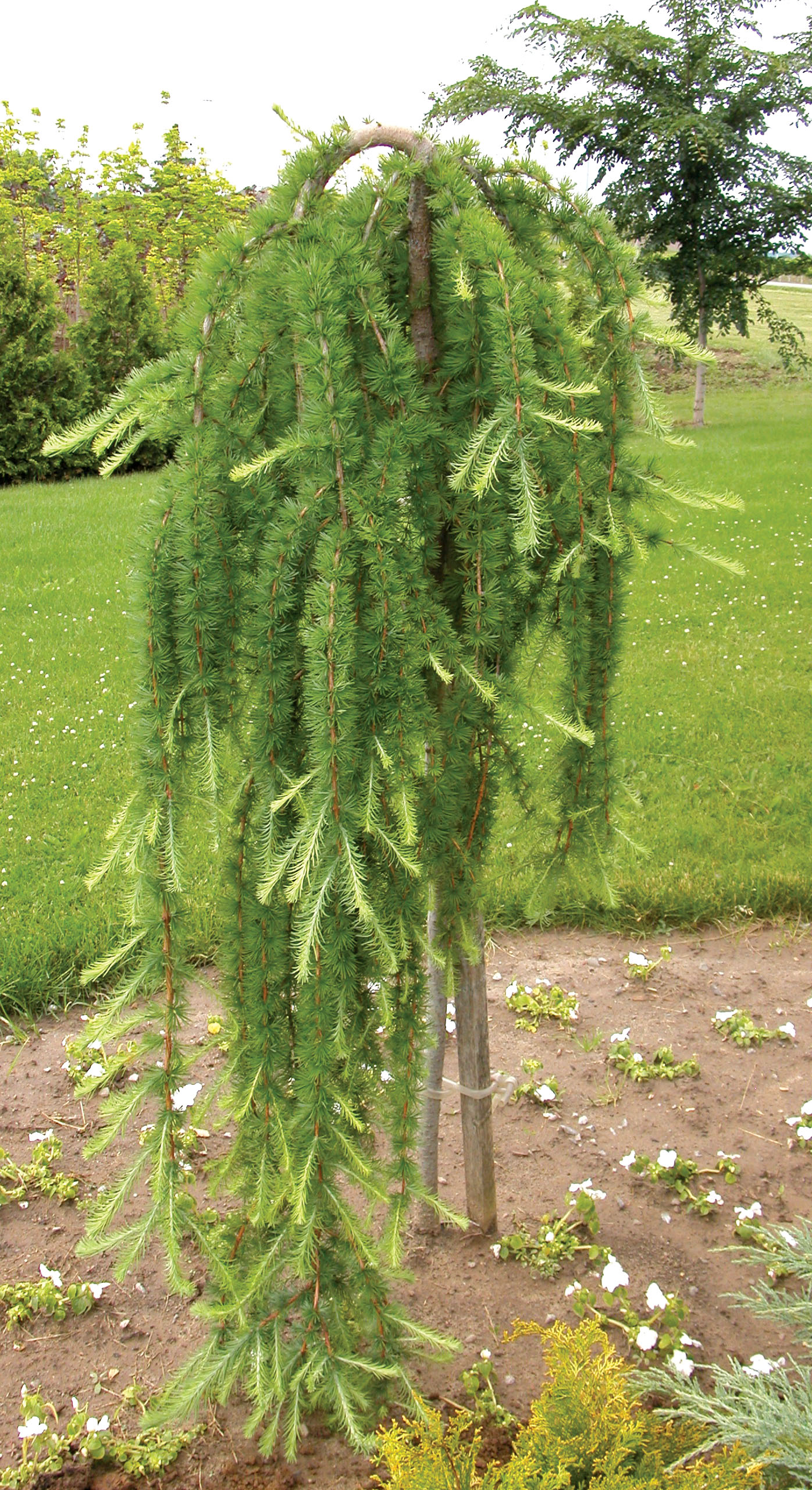 Weeping Larch
