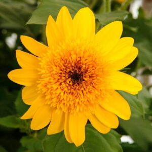 sunflower sunfinity