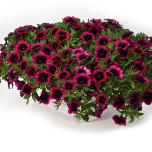 Calibrachoa Caliloco Dracula