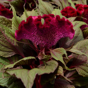 Celosia