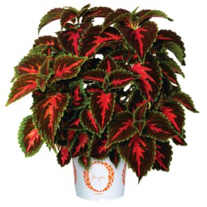 Coleus Main Street Franklin Street