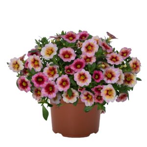 Calibrachoa Rainbow Dragon Berry