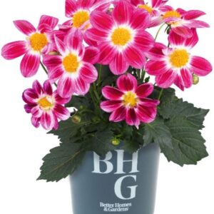 Dahlia Summer Bees Purple Bicolor Dahlia x hybrida