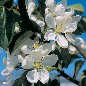 Dolga Crab Apple Tree Edible Fruit Trees