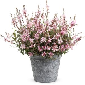 GAURA STRATOSPHERE PINK PICOTEE_Pot on Sweep_Pot on Sweep