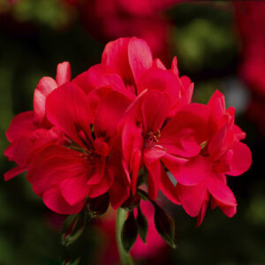GERANIUM IVY IVY LEAGUE CORAL HOT