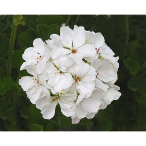 Geranium-Zonal-Patriot-White