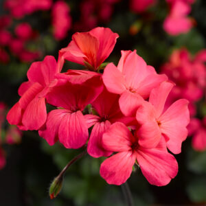Geranium-Interspecific_Caliente_CoralSalmon_70028724