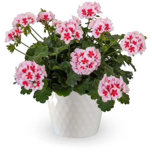 Geranium, Calliope Medium White Splash – Aidie Creek Gardens