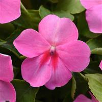 Impatiens Beacon Pink