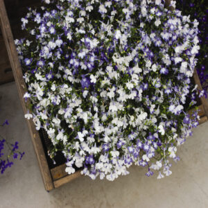 Lobelia Regatta Sky Blue