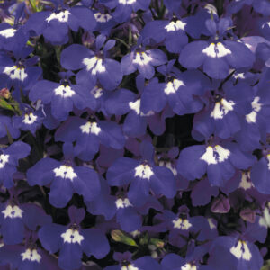 Lobelia Riviera Blue Eyes
