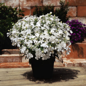 Lobelia Riviera White