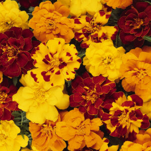Marigold Durango Outback Mix